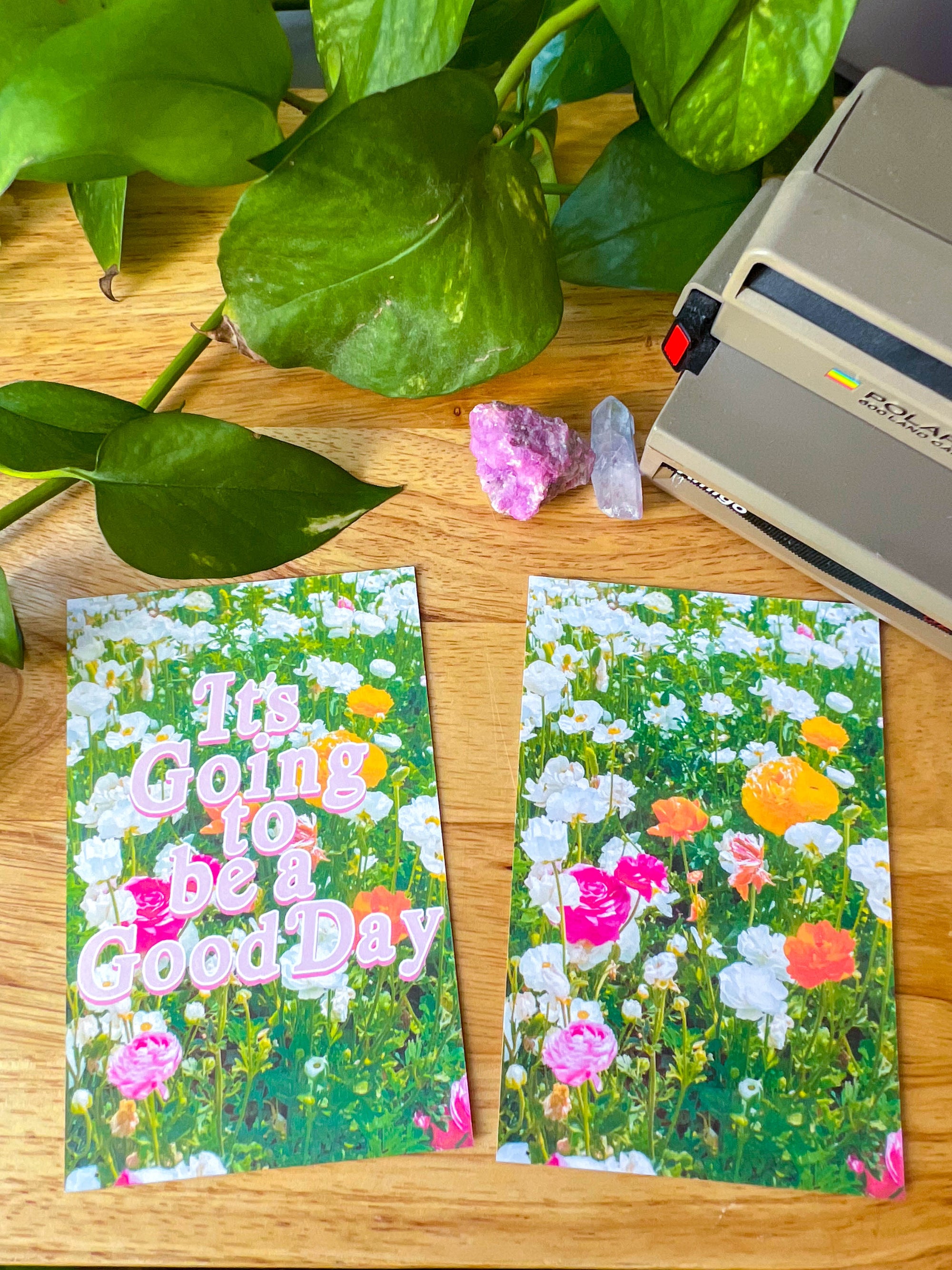 Flower Field Postcards