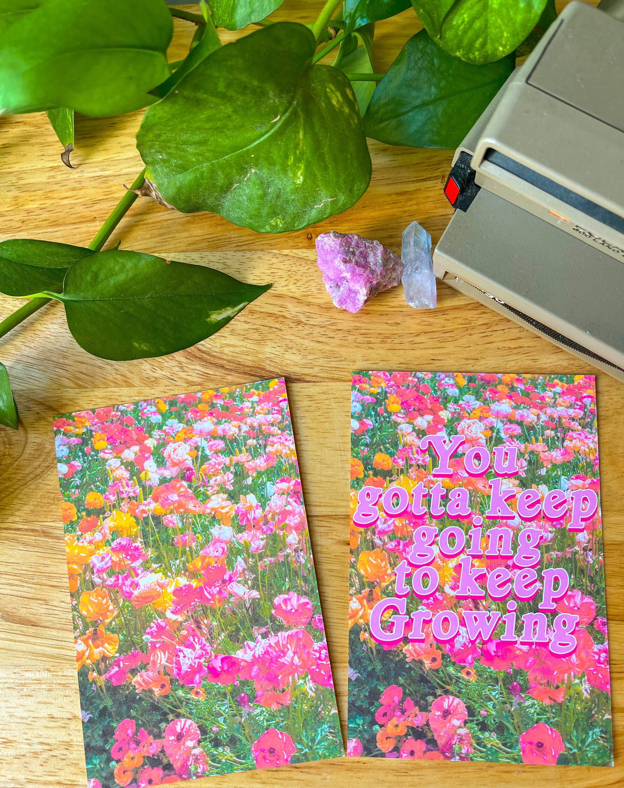 Flower Field Postcards