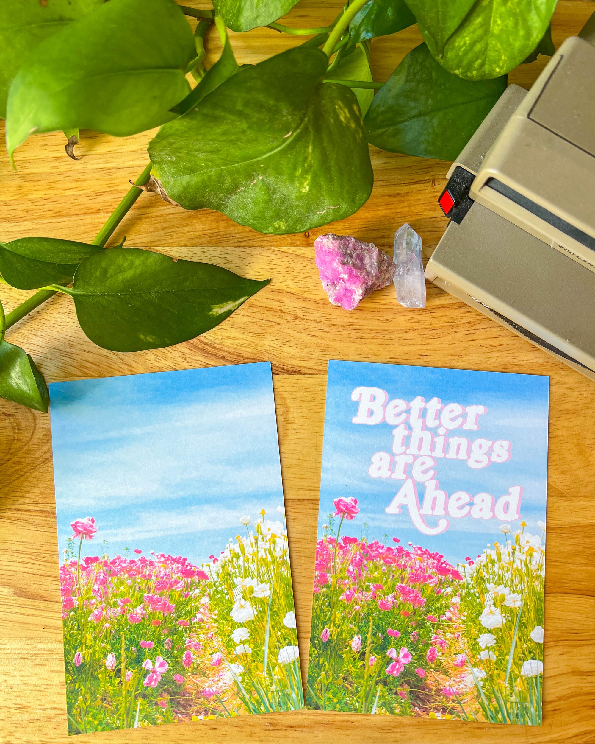 Flower Field Postcards