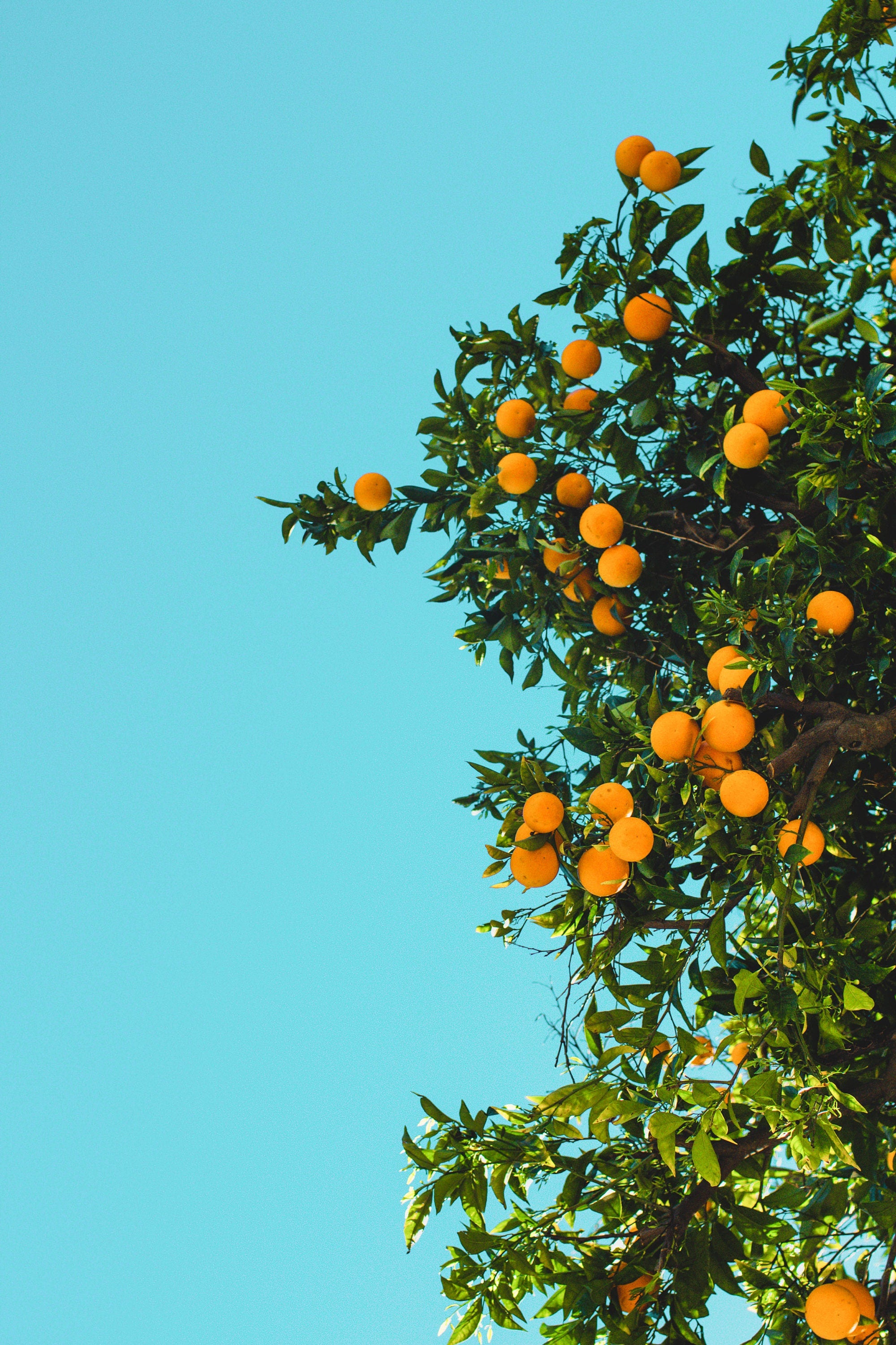 Citrus Dream Print