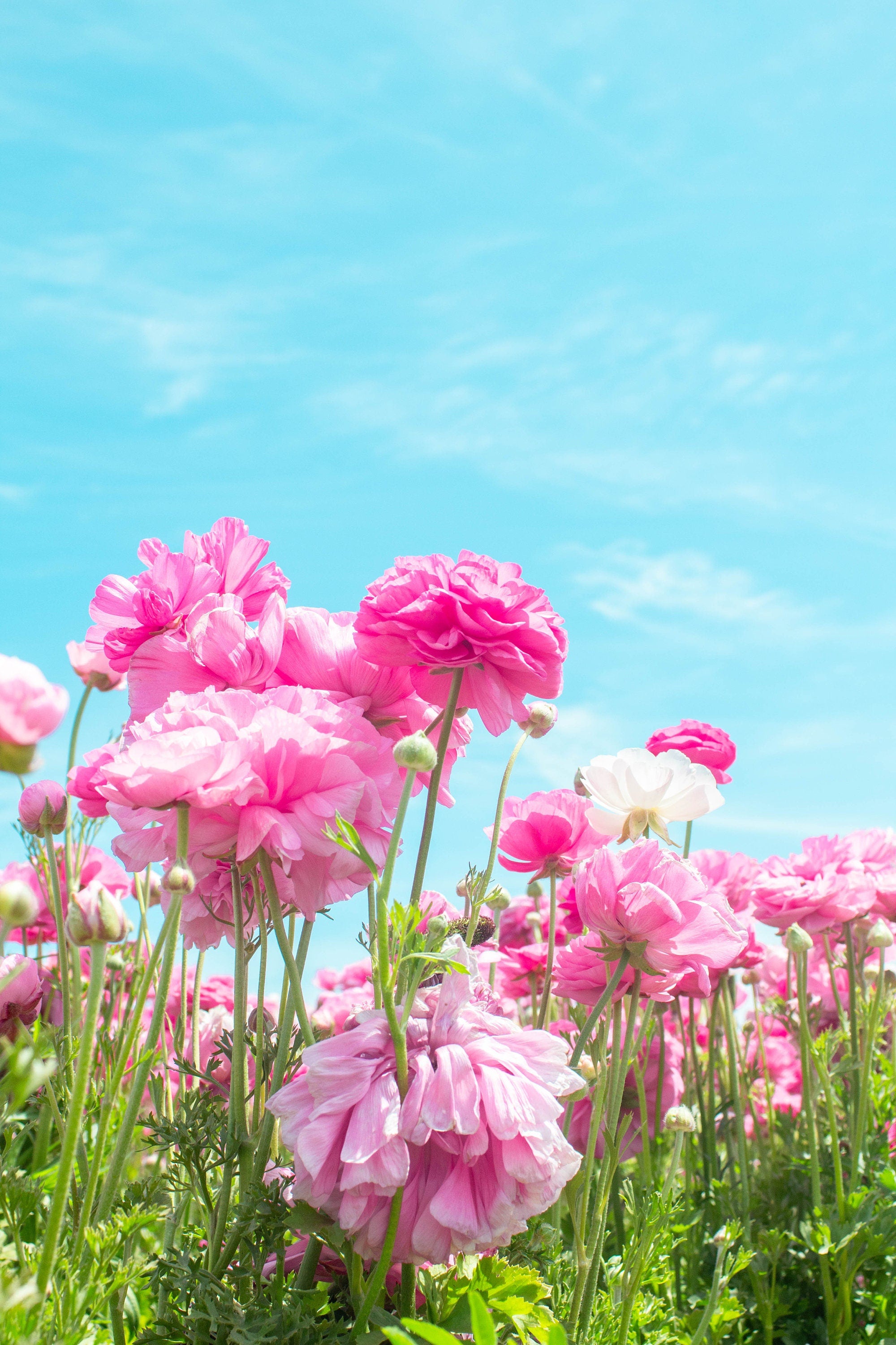 Pink Floral Print